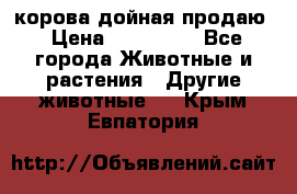 корова дойная продаю › Цена ­ 100 000 - Все города Животные и растения » Другие животные   . Крым,Евпатория